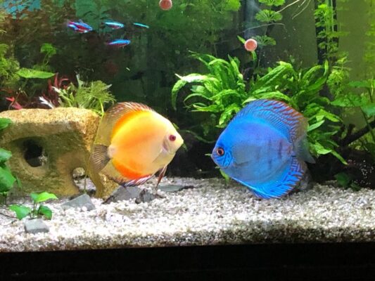 Aquaristik
