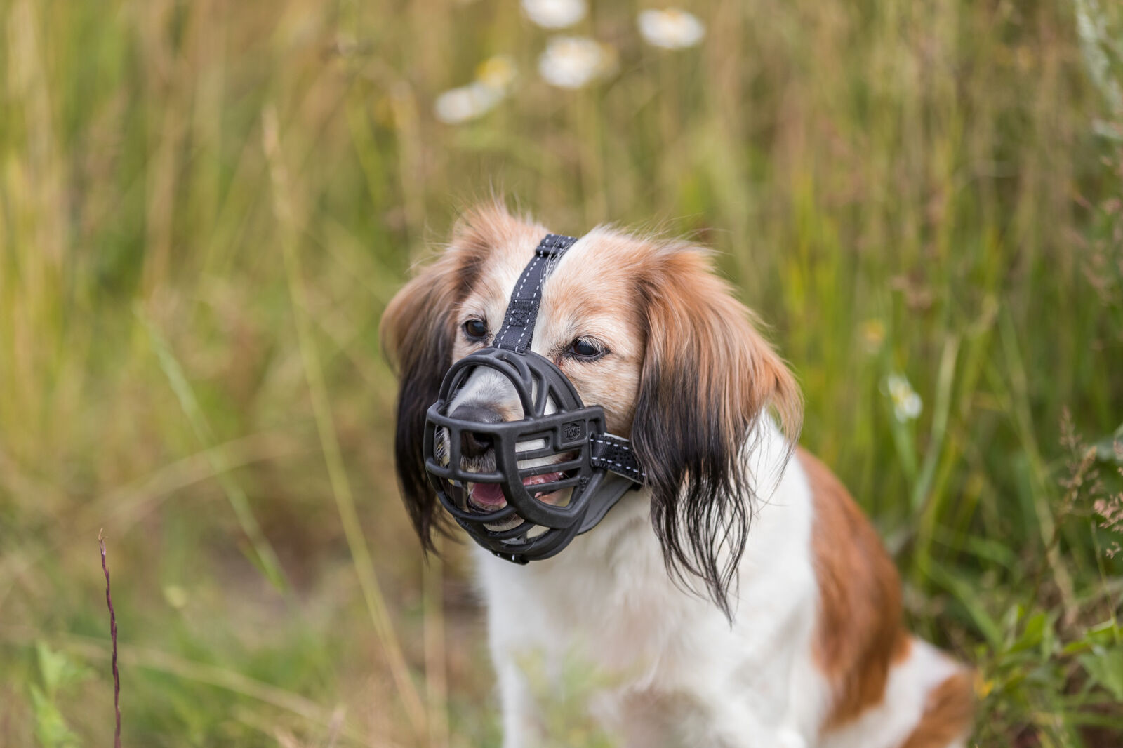 Muselière Muzzle Flex, silicone, XL, noir XL, schwarz Muselière Muzzle Flex, silicone, XL, noir XL, schwarz