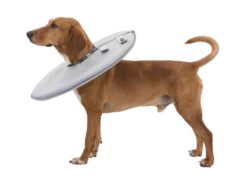 Collier de protection, S: 30-34 cm/19,5 cm, gris