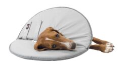 Alternative view of Collier de protection, XL: 60-64 cm/29 cm, gris