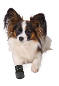 2 Bottines p.chiens Walker,noir