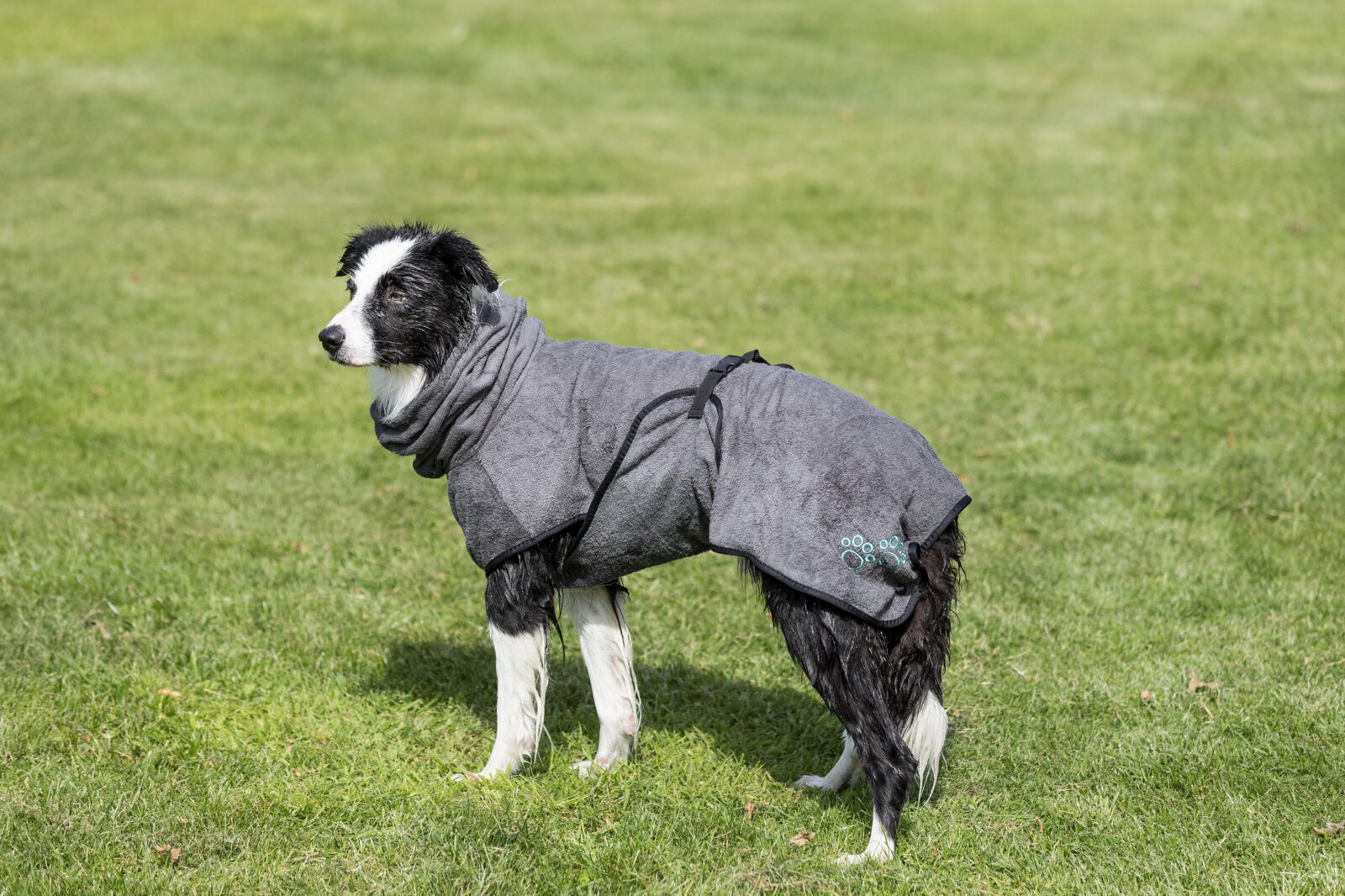 Peignoir de bain pour chien, en tissu éponge, L: 60cm, gris Frottee, L: 60cm, grau Peignoir de bain pour chien, en tissu éponge, L: 60cm, gris Frottee, L: 60cm, grau