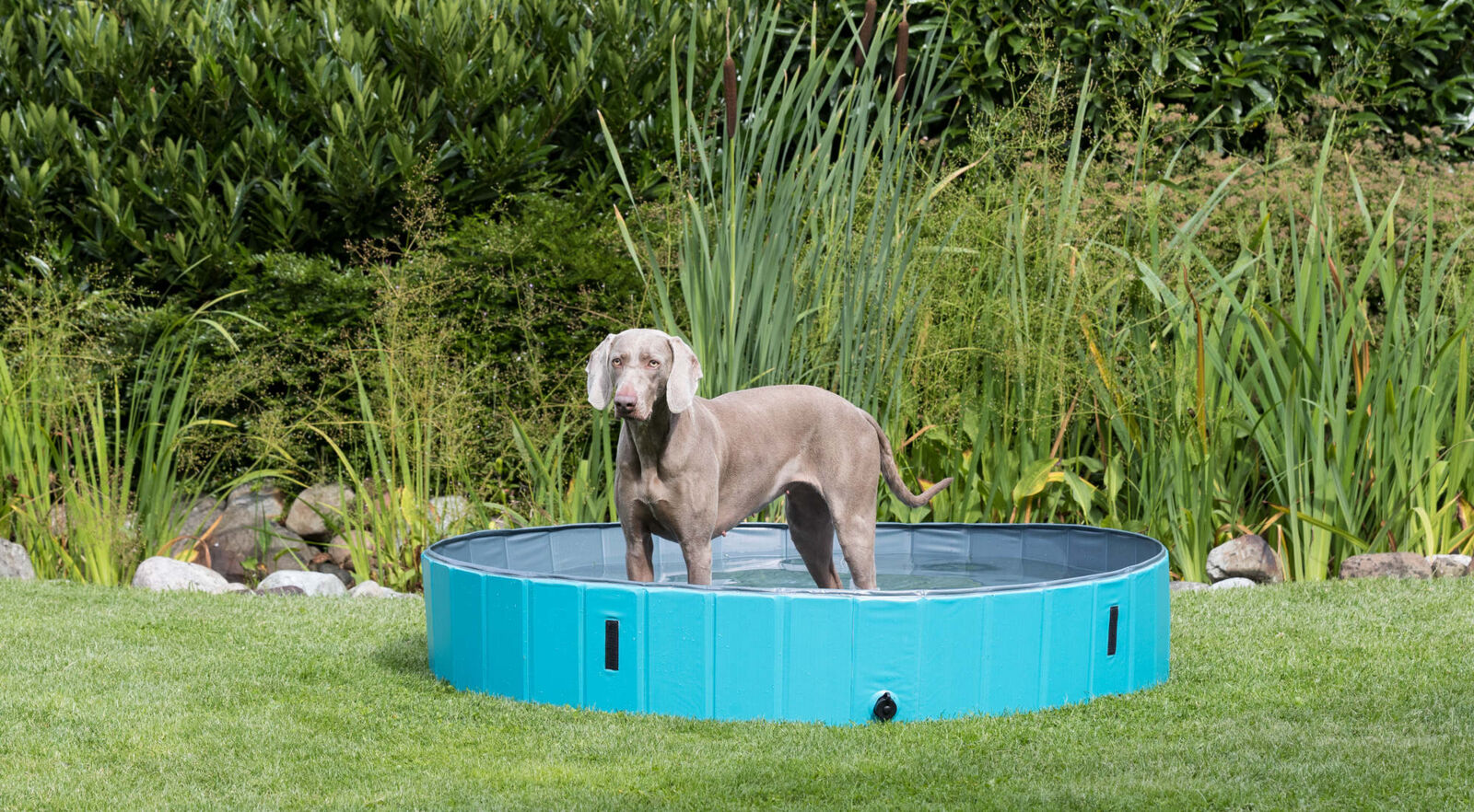 Piscine pour chien, bleu ø160x30cm Piscine pour chien, bleu ø160x30cm