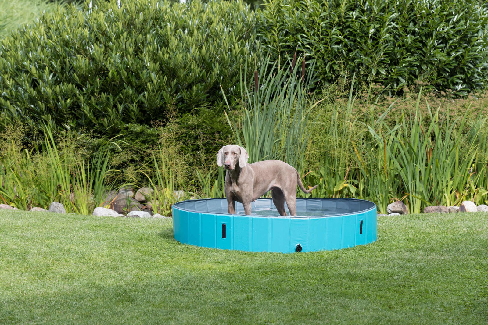 Piscine pour chien, bleu ø160x30cm Piscine pour chien, bleu ø160x30cm