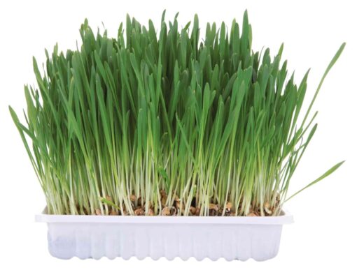 Herbe p. rongeurs, bac 100gr
