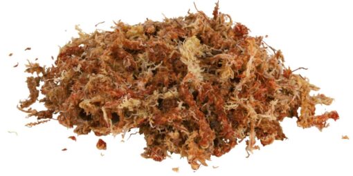 Terrarienmoos, tropisches Terrariensubstrat, ergibt 4,5 l