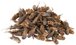 Alternative view of Grilles, sechées, 25 g