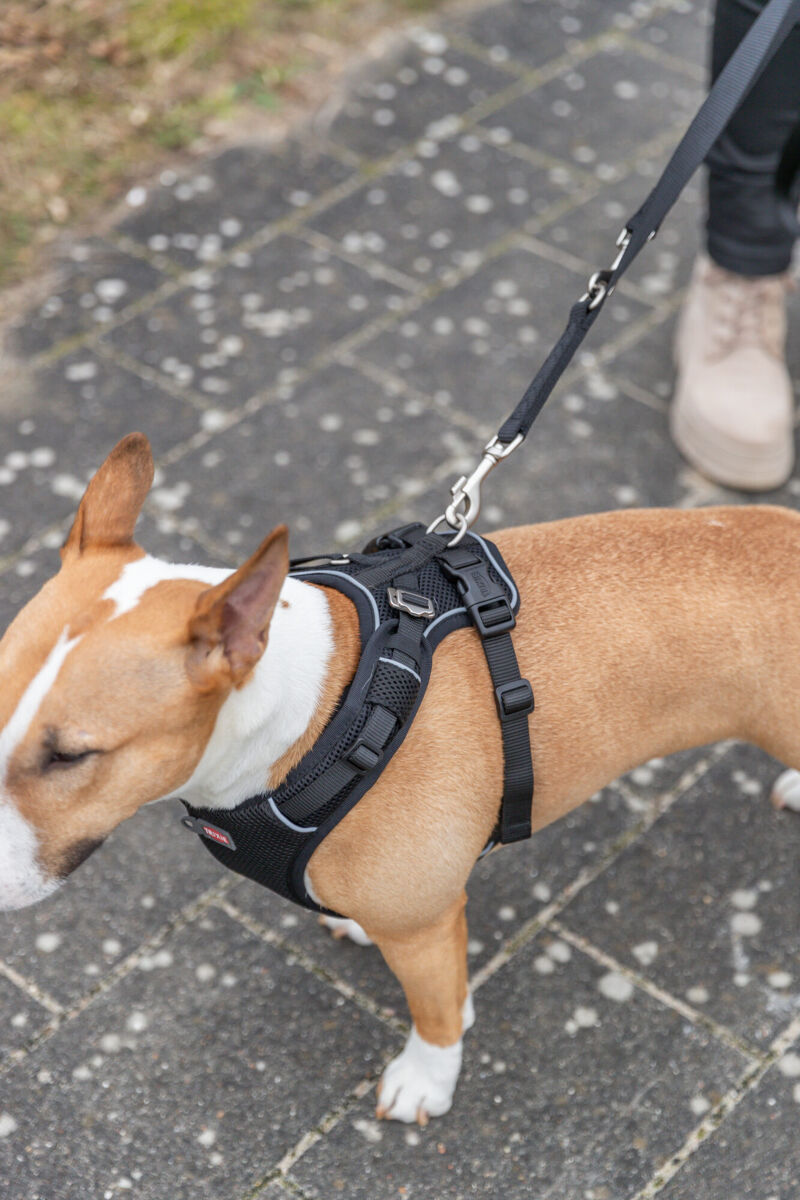 Harnais Premium FlexMesh, coupe large, noir M: 58-80cm/20 mm Harnais Premium FlexMesh, coupe large, noir M: 58-80cm/20 mm