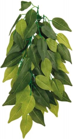 Seiden-Hängepflanze, Ficus