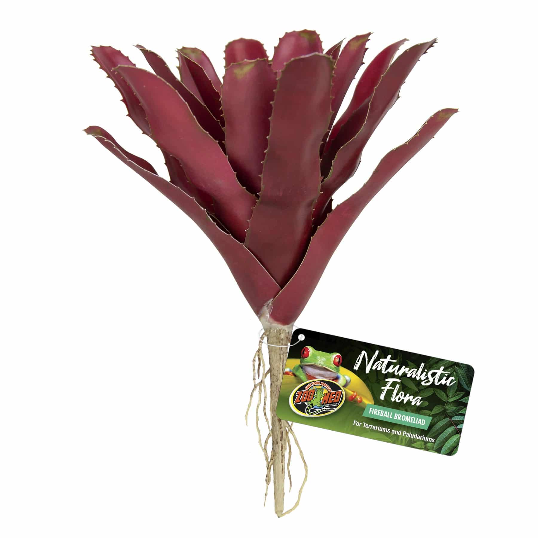 Fireball Bromeliad Fireball Bromeliad