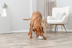 Alternative view of Balle friandises, en caoutchouc naturel, gris