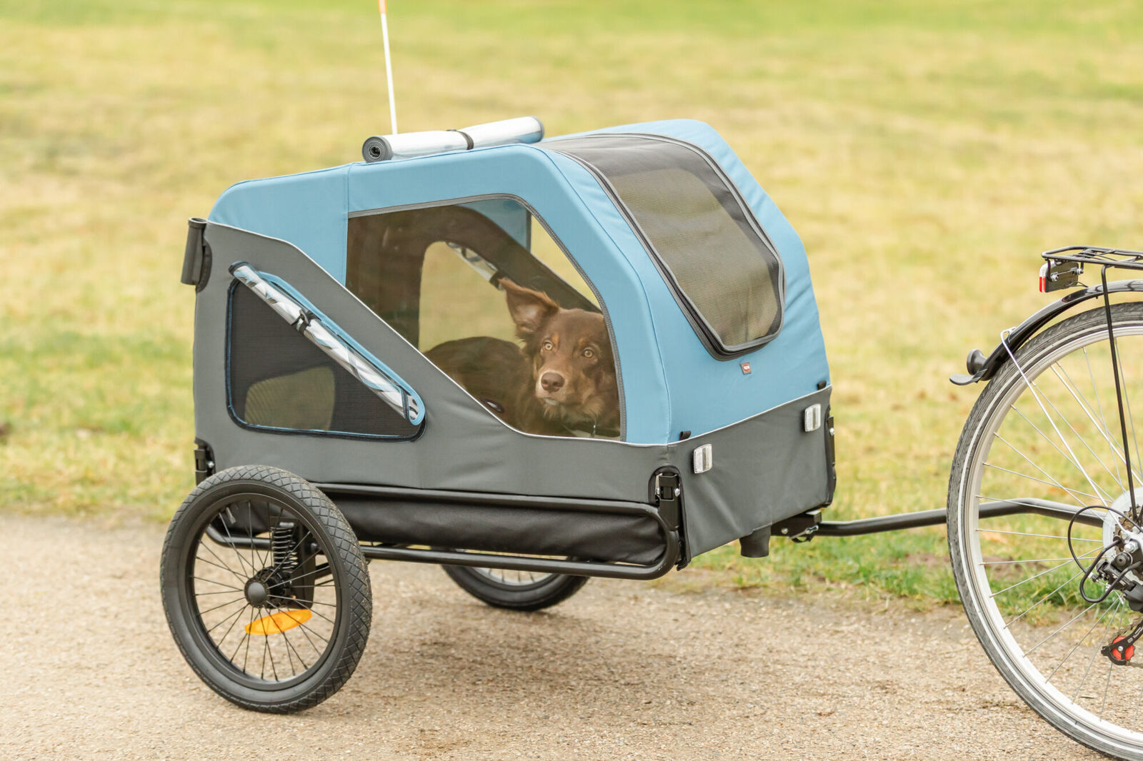 Fahrrad-Anhänger, blau/grau S: 70×88×88/131cm Fahrrad-Anhänger, blau/grau S: 70×88×88/131cm