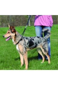 Lead'n'Walk Basic, 55-80cm/25mm, schwarz