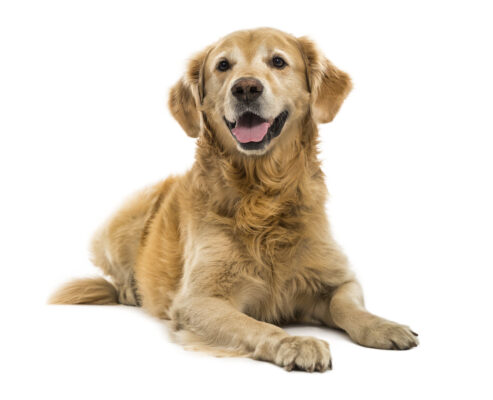 Hunde