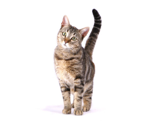 Katzen