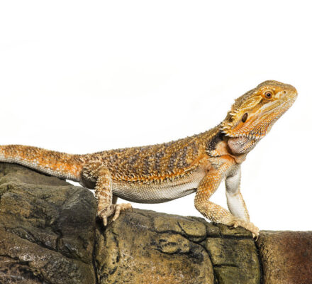Reptilienbedarf